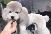 泰迪犬（探索泰迪犬世界，发现它们的多种色彩）