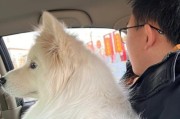 萨摩耶换毛的时机及注意事项（了解萨摩耶的换毛周期，帮助主人科学护理）