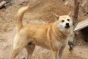 日本柴犬和中国柴犬的区别（从外貌特征到性格品质，探讨两种柴犬的差异）