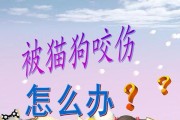 遇到狗狗意外怎么办？（处理方法及预防措施）