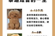 如何准确快速地为泰迪狗狗量体温？（掌握专业技巧，为你的宠物提供最佳护理）