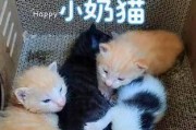 小奶猫未睁眼前适合食用什么（探索小奶猫成长初期的饮食需求）