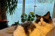 猫为何喜欢舔毛睡觉（探究猫咪舔毛睡觉的原因及益处）