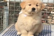金毛幼犬价格一览（金毛幼犬价格因素和市场价位浅析，帮助您选择适合您的宠物伙伴）