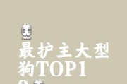 忠诚守护的小狗（一起来探索适合护主的小狗品种及特点）