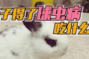 狗球虫病防治指南（掌握“狗球虫病”，宠物的健康就在掌握中）