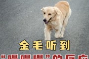 如何科学合理地喂养金毛犬（金毛各个阶段的饮食需求及胖瘦判断）