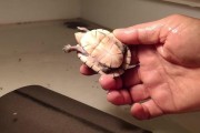 白唇泥龟的饲养方法（科学饲养，让宠物更健康）