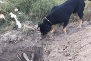 狗狗的最后归宿——按何方位埋葬？（狗狗的埋葬方式与传统信仰的纠葛）