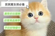 如何低成本养猫？节约开支的养猫攻略（减少花费，享受养猫的乐趣）