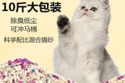 如何教小猫咪使用猫砂？（宠物爱好者必看，从零开始指导小猫咪学习使用猫砂）