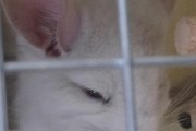 龙猫咬笼子的原因及应对方法（了解龙猫咬笼子的行为背后原因，有效应对保护它们的健康与安全）