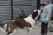 让你的圣伯纳犬健康成长——减缓生长计划（宠物的健康是我们的责任——如何实施减缓生长计划）