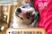 边境牧羊犬拉肚子怎么办？（宠物的肠胃健康需要关注！）