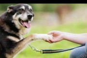 如何训练狗狗学会握手？（宠物训练技巧分享，教你培养萌宠握手技能）