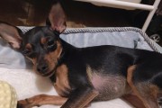 迷你鹿犬不能吃什么？（小心！这些食物对迷你鹿犬有害！）