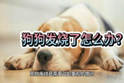 狗狗发烧了怎么办？能不能给狗狗使用人类的退烧药？