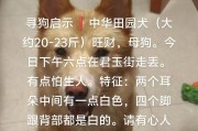 中华田园犬（探寻中华田园犬的魅力与困境）