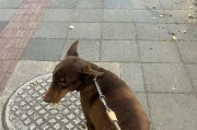 以室外养狗需注意的手续及事项（确保宠物狗的健康与幸福的关键）