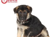 从德国买狗回国手续办理指南（详解德国犬只购买及回国携带的手续流程）