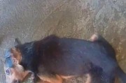 狗吃了葡萄为什么会死？（葡萄中的毒素导致狗中毒）