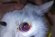探究猫身上经常出现伤口的原因（揭开猫咪身上伤痕背后的谜团）
