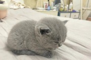 小猫如何培养正确的尿尿习惯
