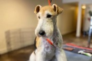 梗类犬为什么不掉毛？（探究梗类犬掉毛较少的原因及其优势）