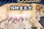 金毛犬的多才多艺（揭秘金毛犬的智慧与技能）