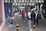 破解以杜高攻击主人之谜（探寻攻击主人的原因与解决办法）