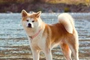 如何训练秋田犬胆子变大（从宠物的角度出发，让秋田犬变得更勇敢）