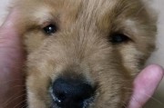 犬窝咳的症状、治疗与预防（了解犬窝咳的相关知识，保护你的爱犬健康）