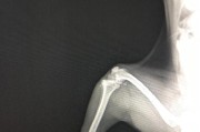 当狗狗腿断了，主人需要知道的关键信息（了解狗狗腿断的症状和应急处理措施）