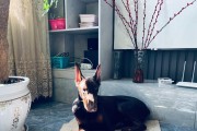 为什么不养杜宾作为宠物？（探讨杜宾狗作为宠物的不适宜性及相关因素）