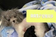 狗怀孕多久可以摸出来？（揭开狗妊娠时期的神秘面纱，了解摸胎的最佳时间点）