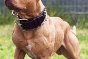 比特犬vs棕熊（谁才是最后的赢家？比特犬在与棕熊对决中的关键胜算揭秘！）