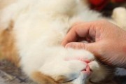 猫为什么在吃完饭后要挠地？（揭秘猫咪挠地行为的原因和意义）