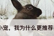 狗狗为什么爱抓墙？（探索狗狗抓墙的原因及解决方法）