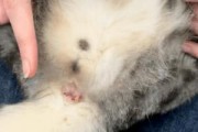 猫为什么要挤肛门腺？（解析猫挤肛门腺的原因及方法）