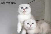 探索猫咪世界中智商最高的品种（揭秘猫咪世界智商之王的品种及特点）