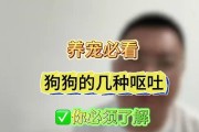 狗为何经常呕吐？（探索狗呕吐的原因、预防和治疗方法）