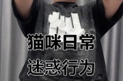 猫的掉毛周期及如何应对（探索猫咪毛发变化的规律与调理方法）