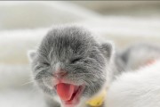 猫的舌头（揭秘猫舌头的奇妙力量——独有的结构与多重功能）