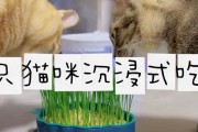 猫草的疗效（揭秘猫草的功效及为何能帮助猫咪恢复健康）