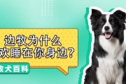 边牧宝宝的睡眠需求及养护（探索边牧二个月一天睡多久的奥秘）