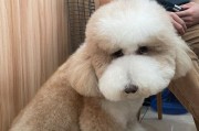 狗吃驱虫药排虫时间长短取决于多种因素（揭秘狗吃驱虫药排虫时间和关键影响因素）