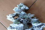 金鱼为何没有鳞？（金鱼的独特皮肤结构及其功能解析）