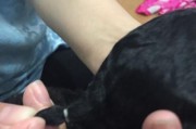 为什么要给泰迪断尾？（探讨泰迪断尾的必要性及影响）