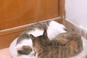 以大猫换新主人多久熟悉的（从陌生到默契，探索与大猫建立深厚关系的时间和技巧）