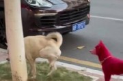 狗狗为何喜欢出门？（探索与活动）